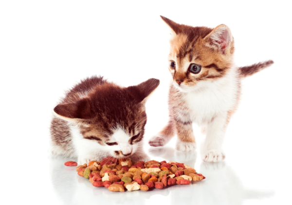choisir croquettes chaton meilleur prix