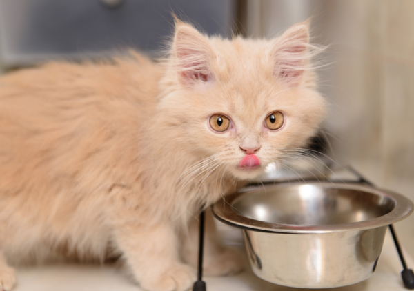 où trouver des croquettes chaton au meilleur prix