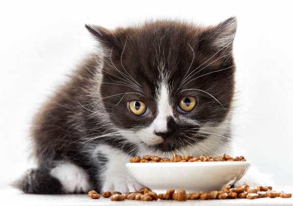trouver des croquettes chaton au meilleur prix